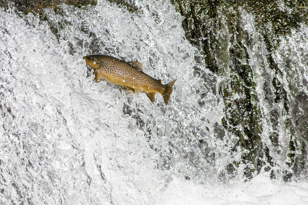Brown Trout Jumping