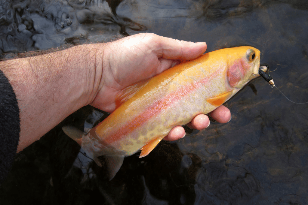 How to Catch Golden Trout