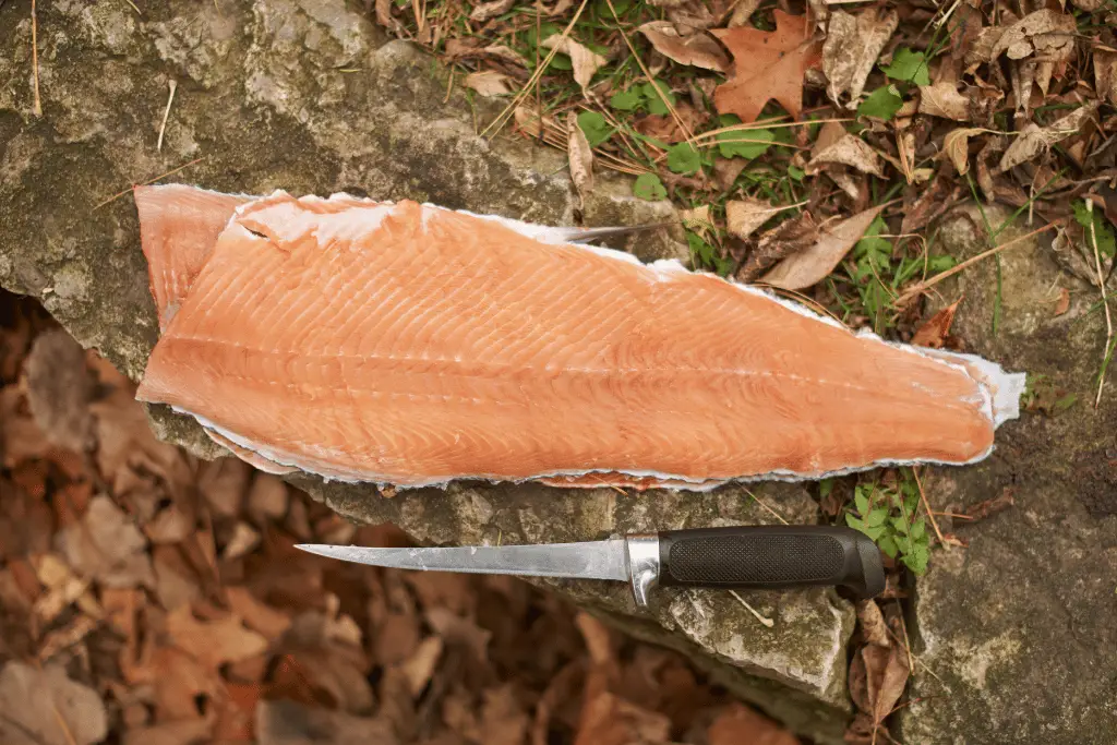 how to fillet a speckled trout