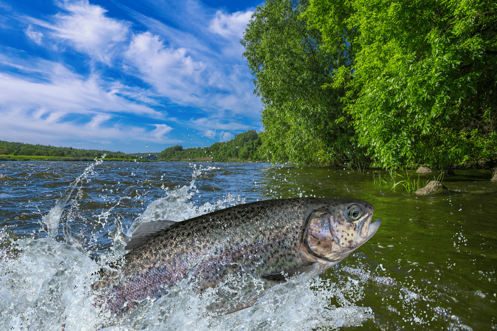Rainbow Trout Jumping
