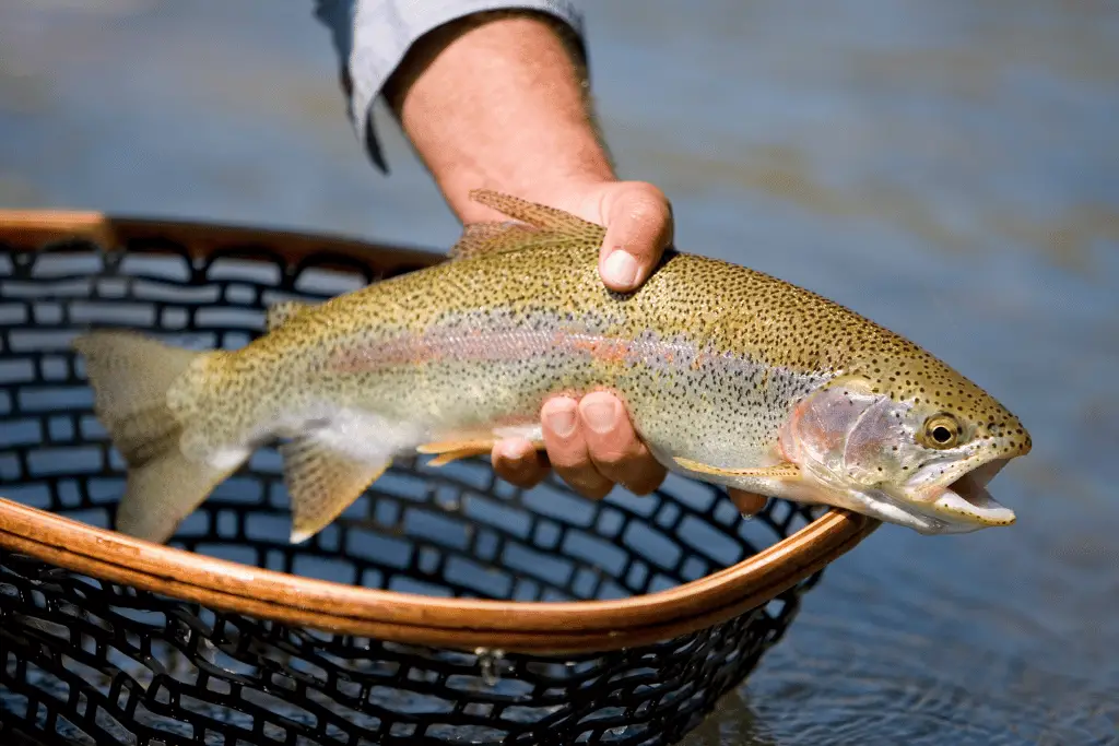 Trout Pricing