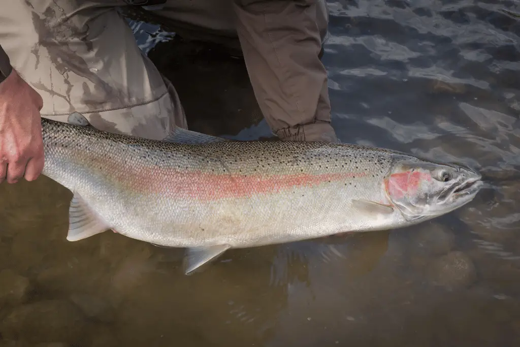 Why Are Steelhead Trout an Effective Indicator Species