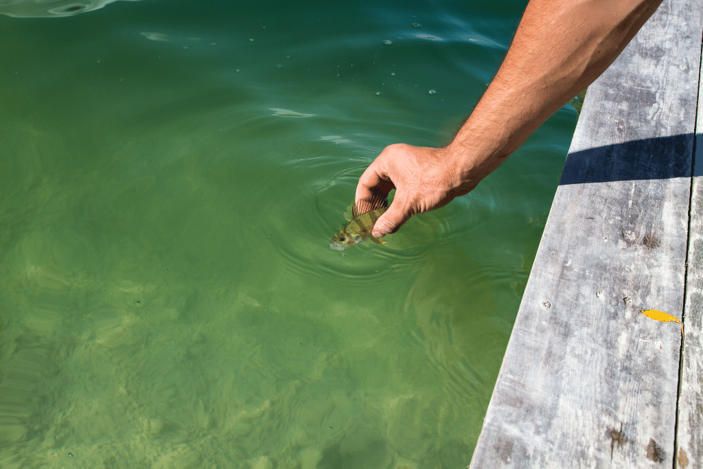 Catch and Release Method