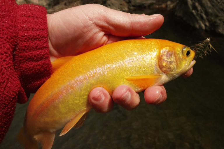How to Catch a Palomino Trout