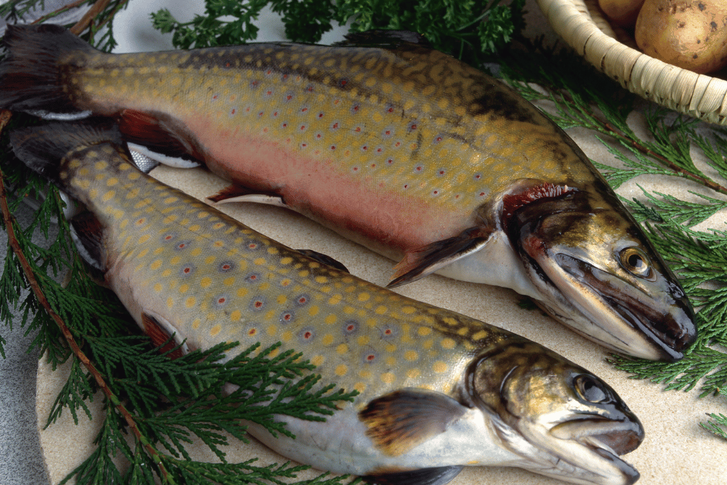 How to Clean Speckled Trout