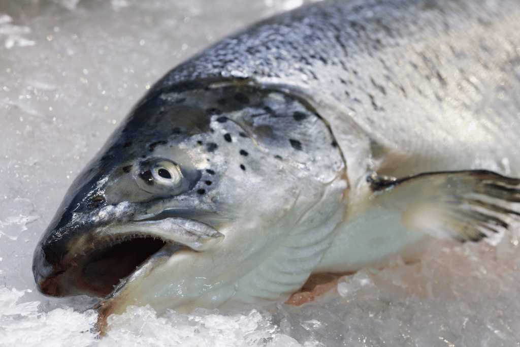 How to Ice Fish for Trout