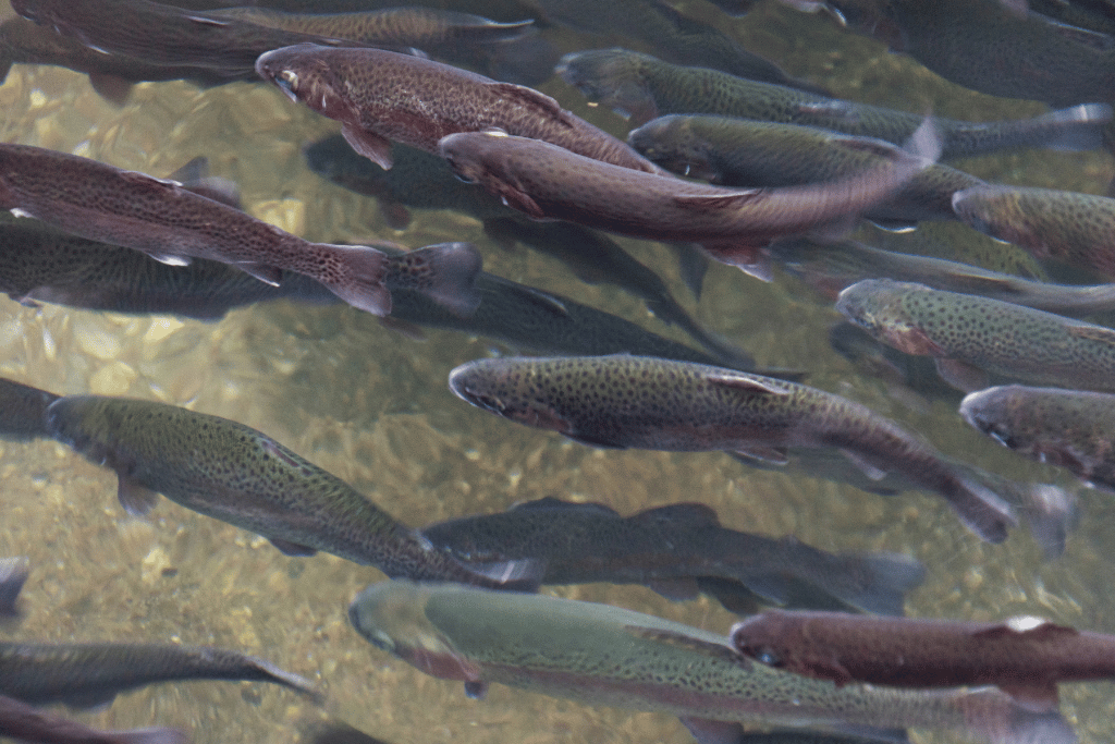 Trout fish in water