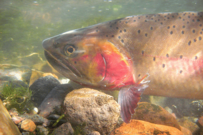 what do cutthroat trout eat
