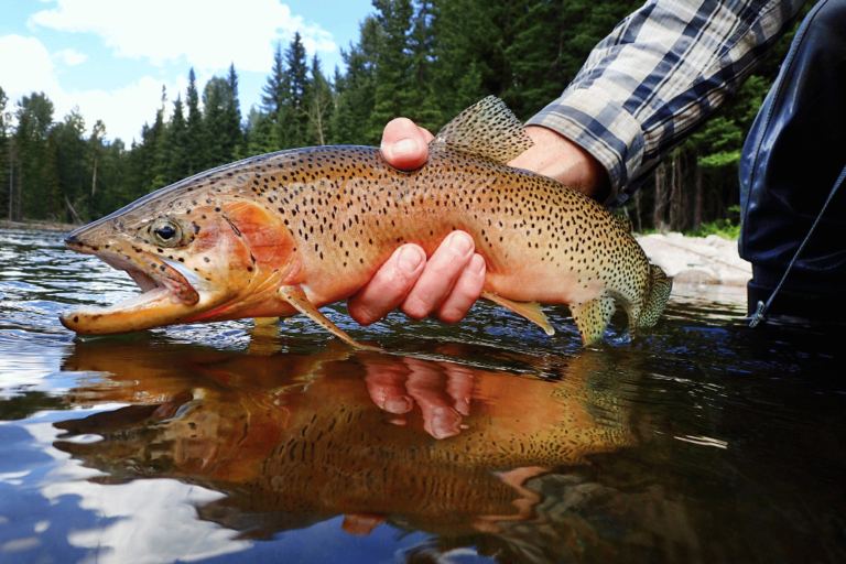What is a Cutbow Trout