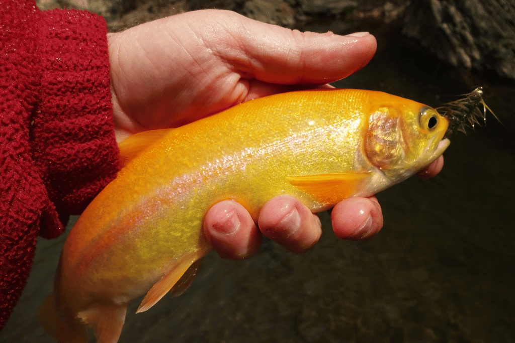 Where to Catch Palomino Trout