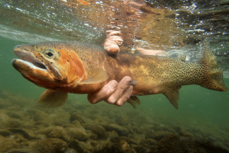 When Do Cutthroat Trout Spawn