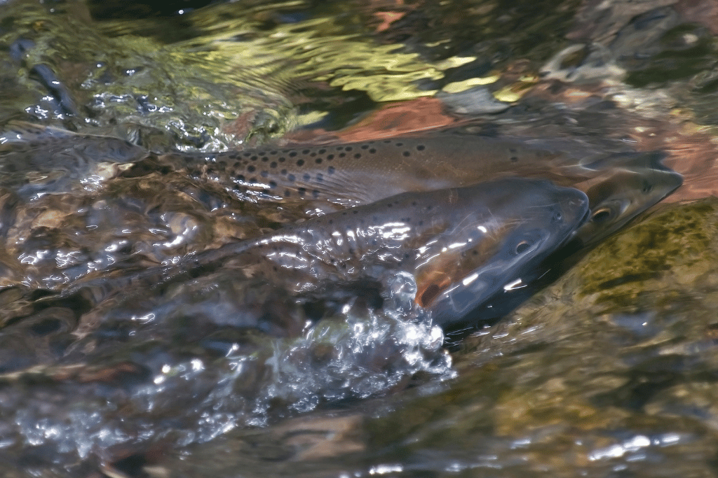 Timing of Cutthroat Trout Spawning