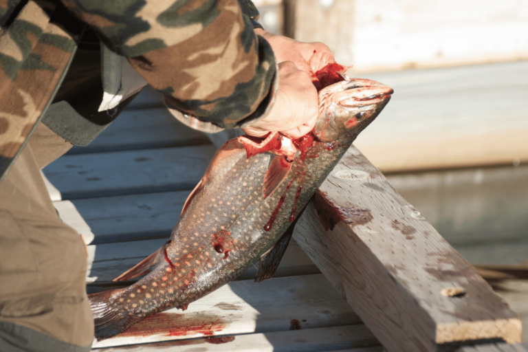 How to Bleed a Trout