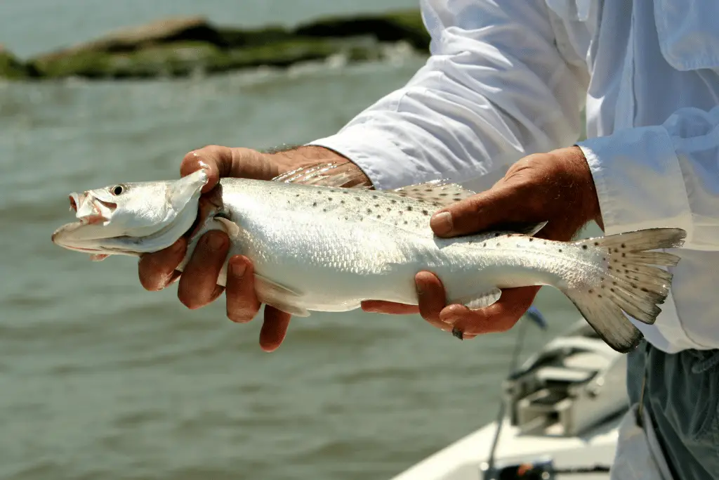 When Do Speckled Trout Spawn